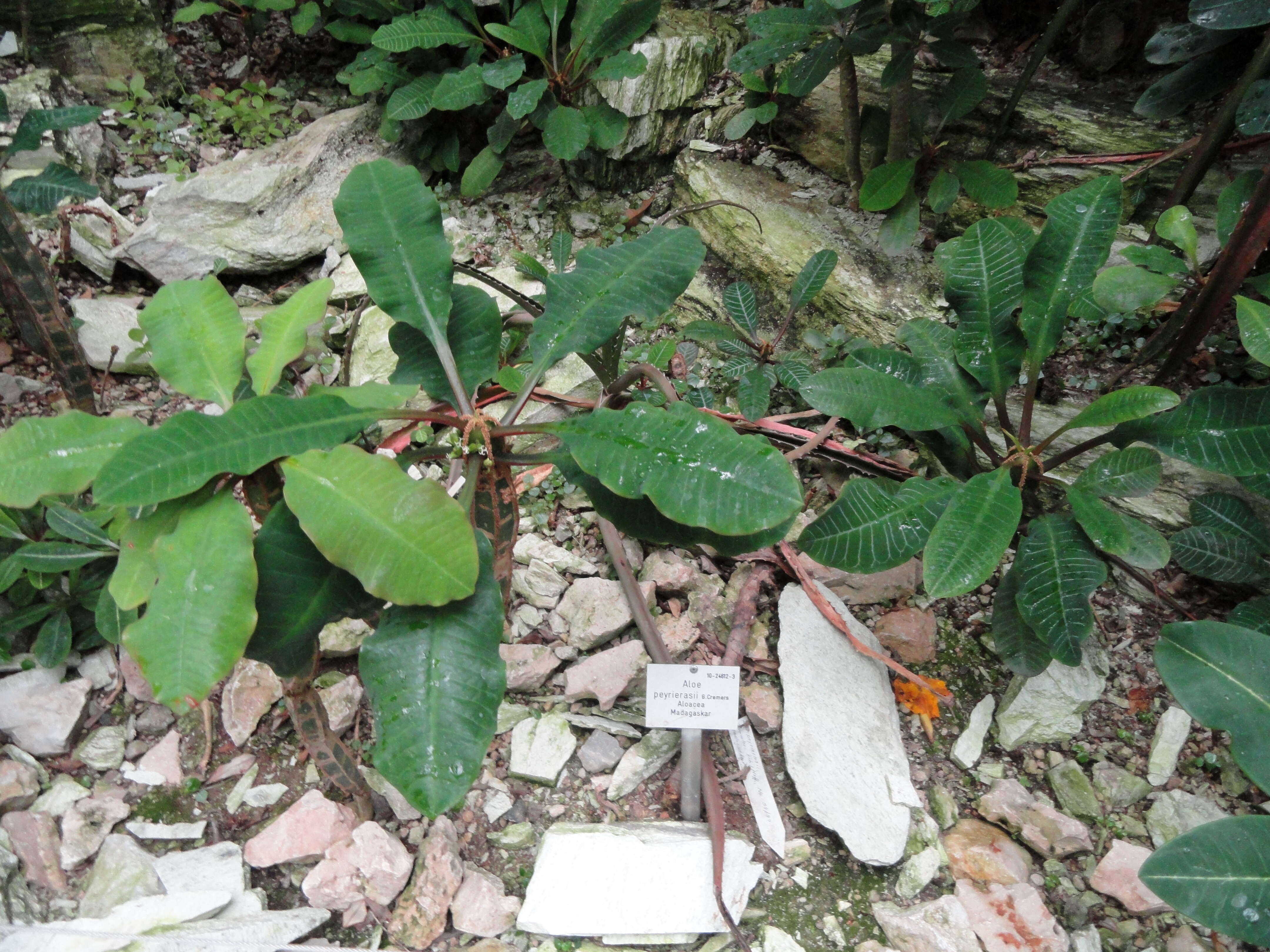 Euphorbia leuconeura Boiss. resmi