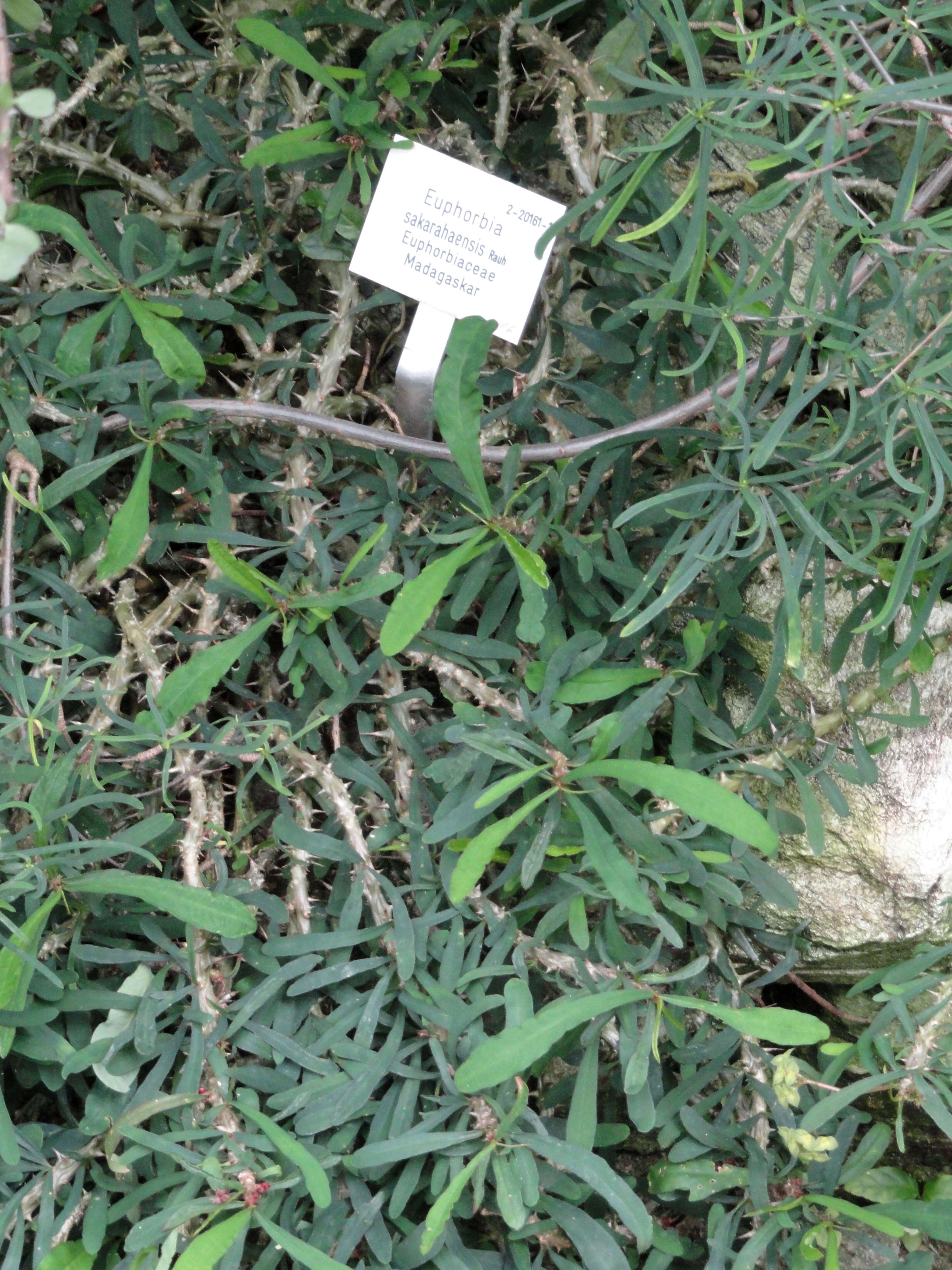 Image of Euphorbia sakarahaensis Rauh