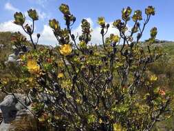 Plancia ëd Leucadendron strobilinum (L.) Druce