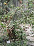 Image of Eastern sesame-bush