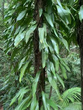 Image of Rhaphidophora petrieana A. Hay