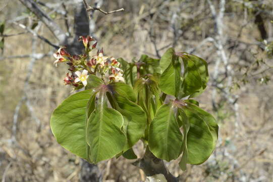 Imagem de Jatropha macrocarpa Griseb.