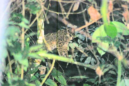 Image of Bornean clouded leopard