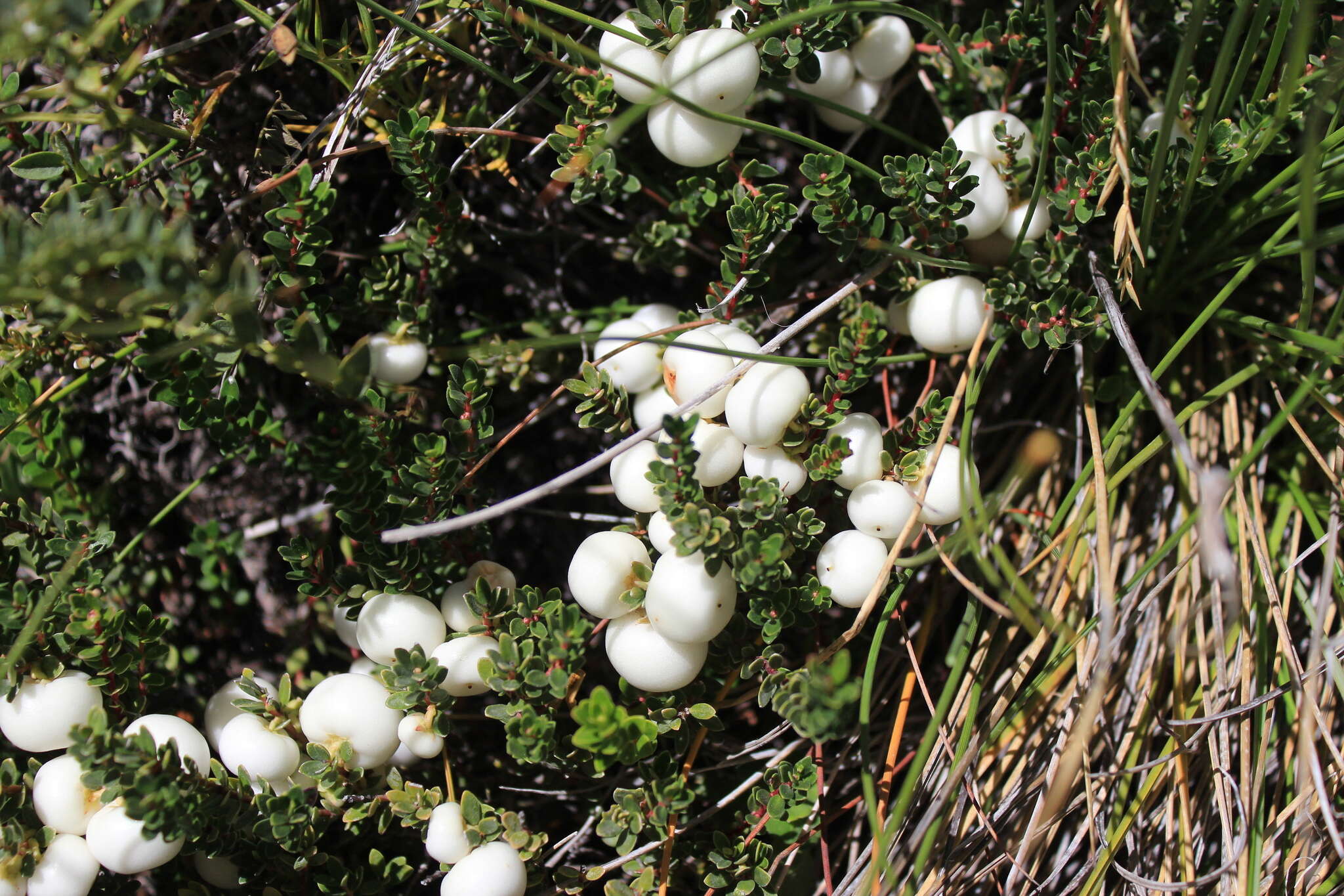 Image of Gaultheria pumila (L. fil.) D. J. Middleton