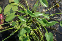 Image of Heteranthera callifolia Rchb. ex Kunth