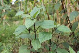 Image of sticky snakeroot