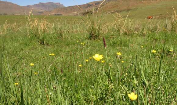 Image of Common buttercup