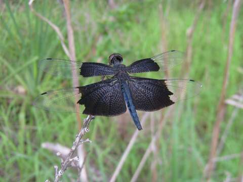 Image of Iridescent Flutterer