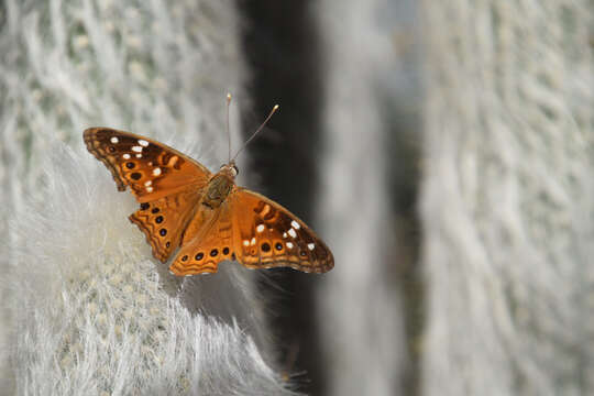 Image de Asterocampa leilia Edwards 1874