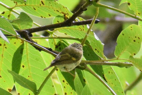 Image of Buff-barred Warbler