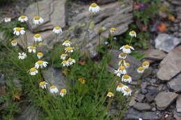 Image of Anthemis cretica subsp. saportana (Albov) Chandjian