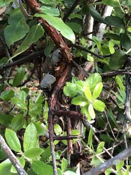 Image of dacite manzanita