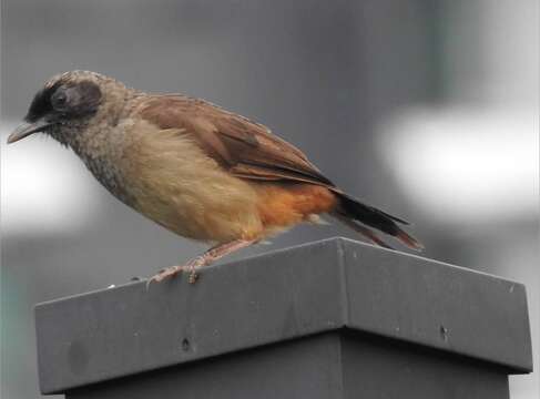 Image of Masked Laughingthrush