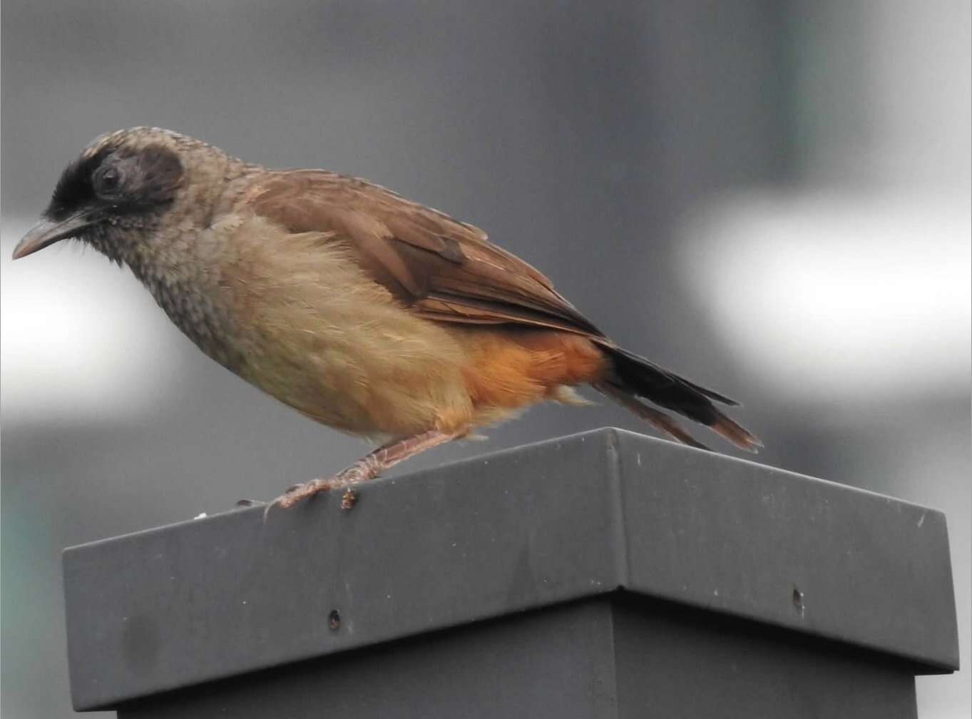 Image of Masked Laughingthrush