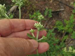 Eupatorium cordigerum (Fern.) Fern.的圖片