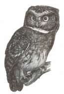 Image of White-throated Screech Owl