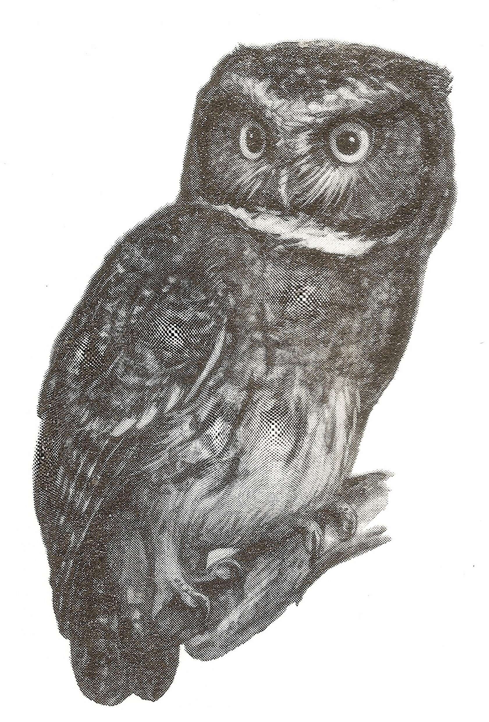 Image of White-throated Screech Owl