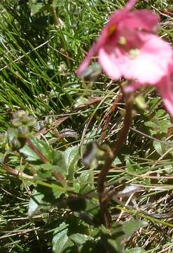 Image of Diascia anastrepta O. M. Hilliard & B. L. Burtt