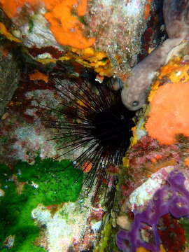 Image of long-spined urchin