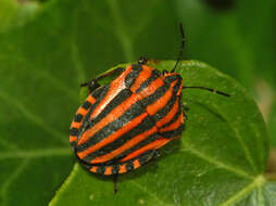 Image of <i>Graphosoma italicum</i>