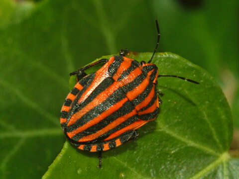 Image of <i>Graphosoma italicum</i>