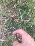 Image of Needle Viper Grass