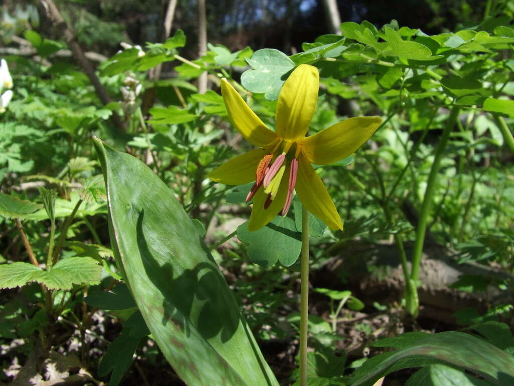 Image of dogtooth violet