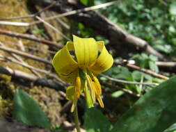 Imagem de Erythronium americanum Ker Gawl.