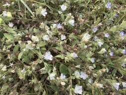 Phacelia davidsonii A. Gray resmi