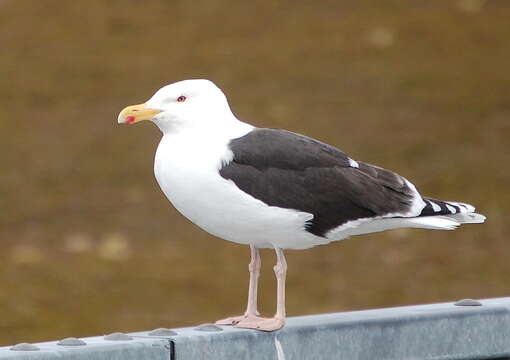 Image of Great Black-backed Gull