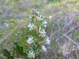 Image of rampion mignonette