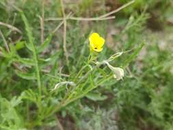 Plancia ëd Diplotaxis tenuifolia subsp. cretacea (Kotov) Sobrino Vesperinas