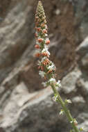 Image of Reseda attenuata (Ball) Ball