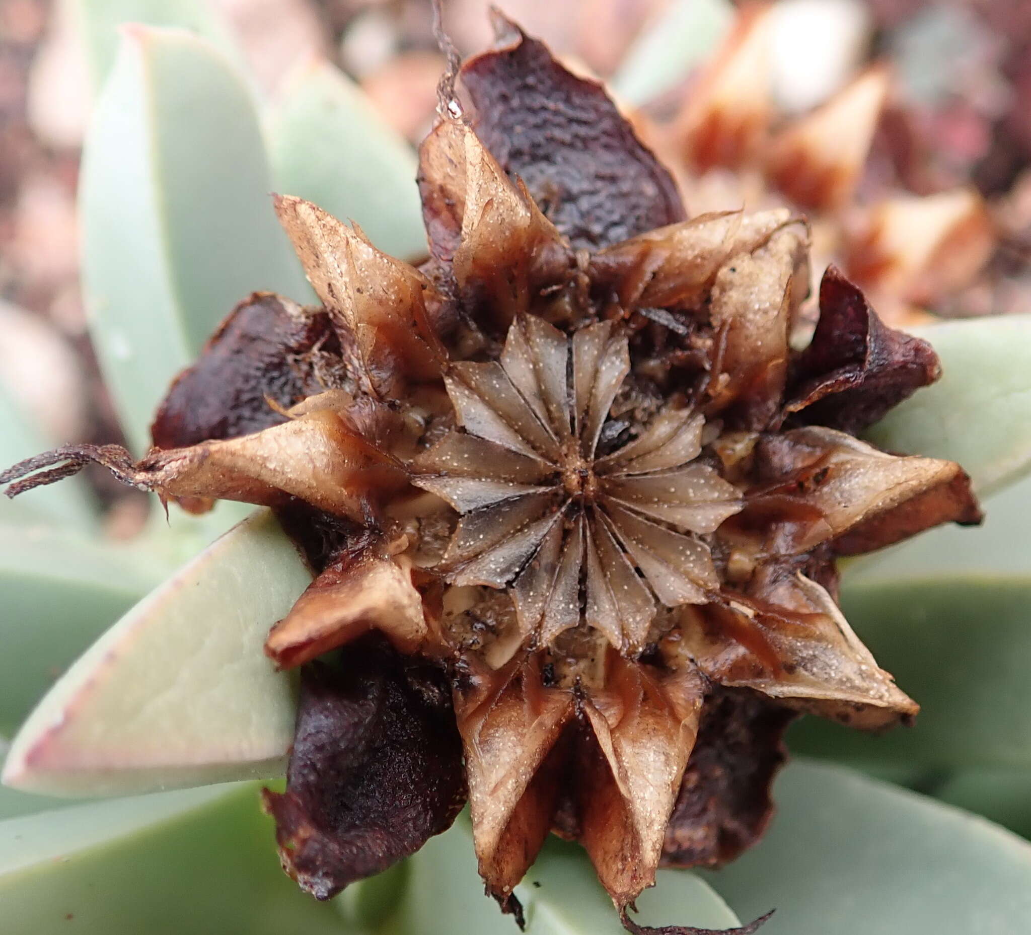 Image of Machairophyllum albidum (L.) Schwant.