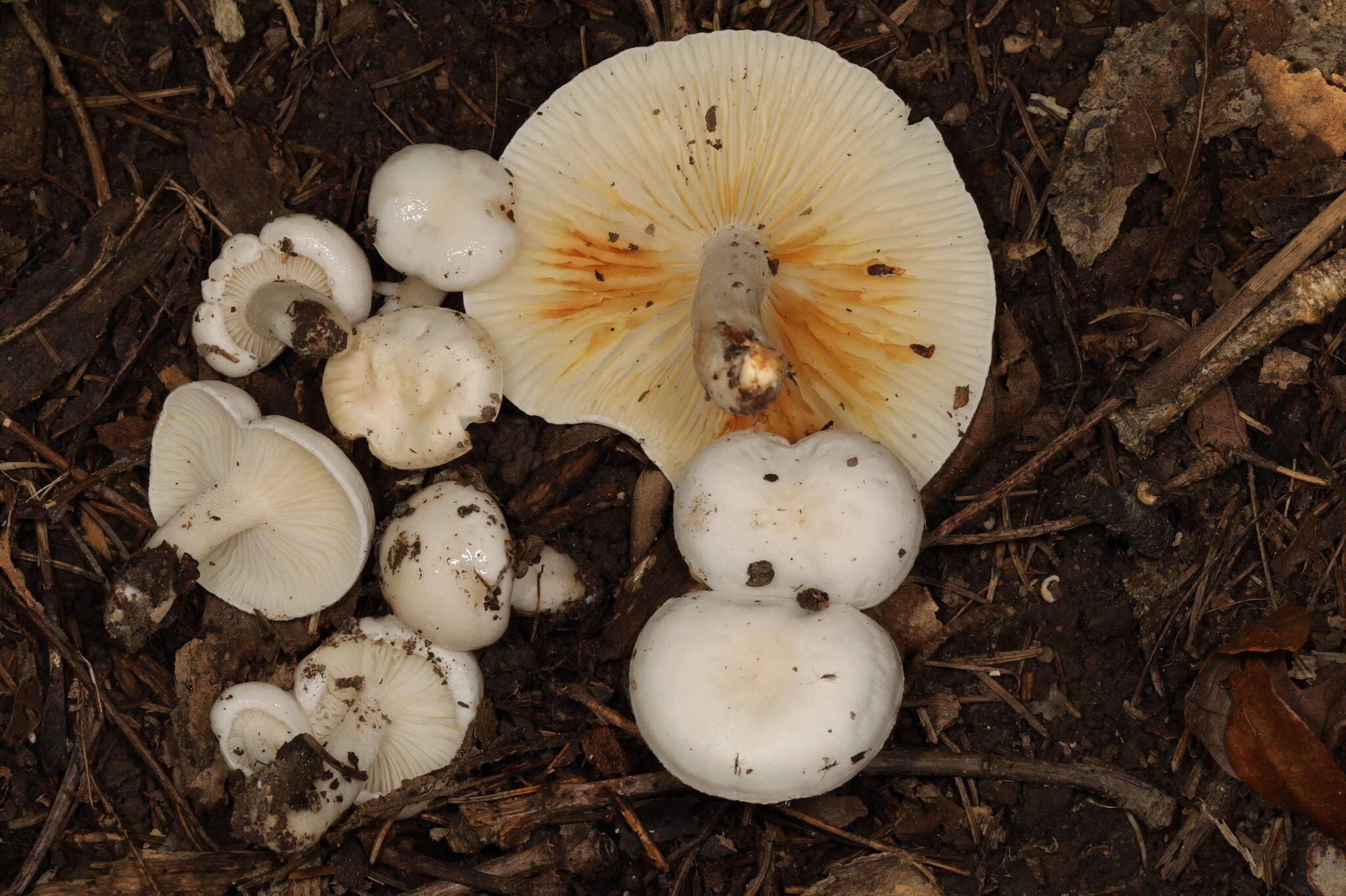 Plancia ëd Hygrophorus occidentalis A. H. Sm. & Hesler 1939