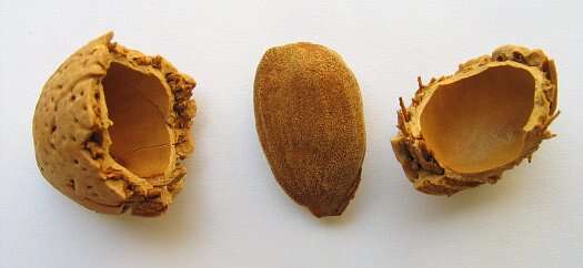 Imagem de Prunus dulcis (Mill.) D. A. Webb
