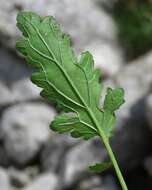 Image of Scrophularia heterophylla Willd.