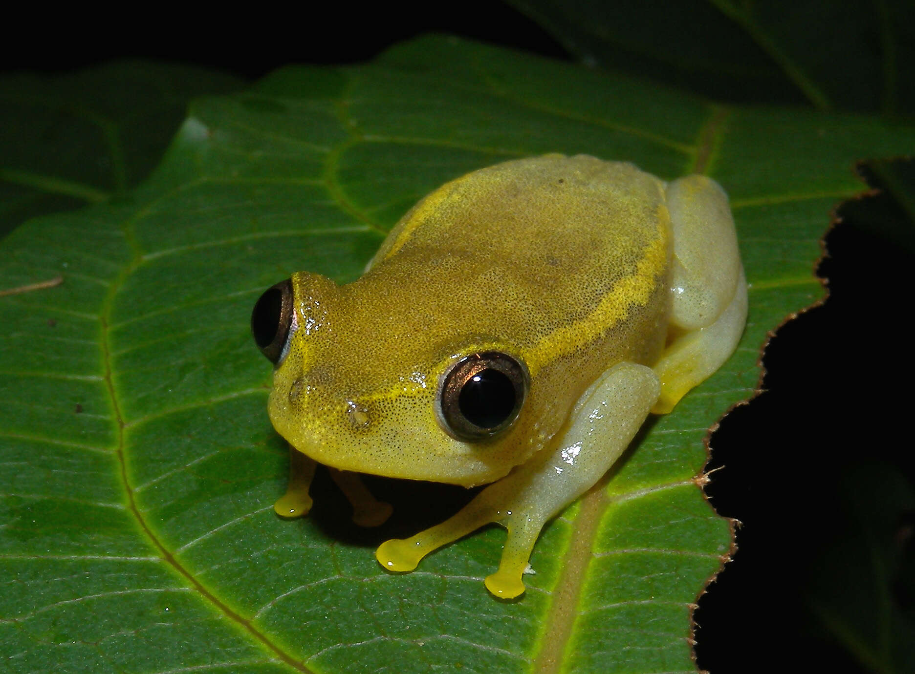 Image of Andranolava Reed Frog