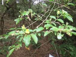 Image of Climbing raisin