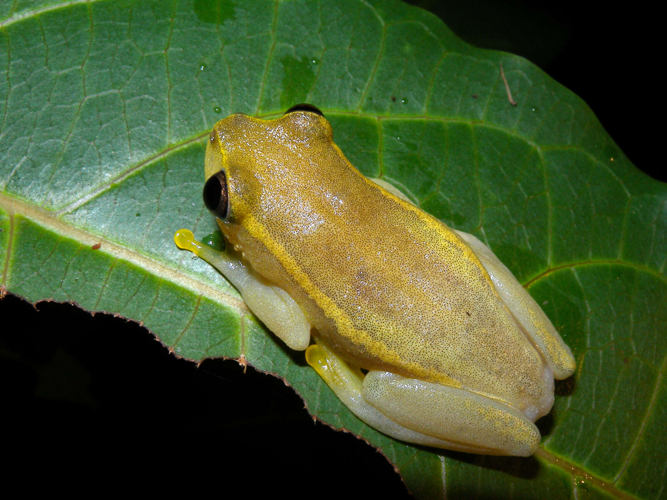 Image of Andranolava Reed Frog