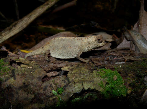 Image of Pygmy stump-tailed chameleon