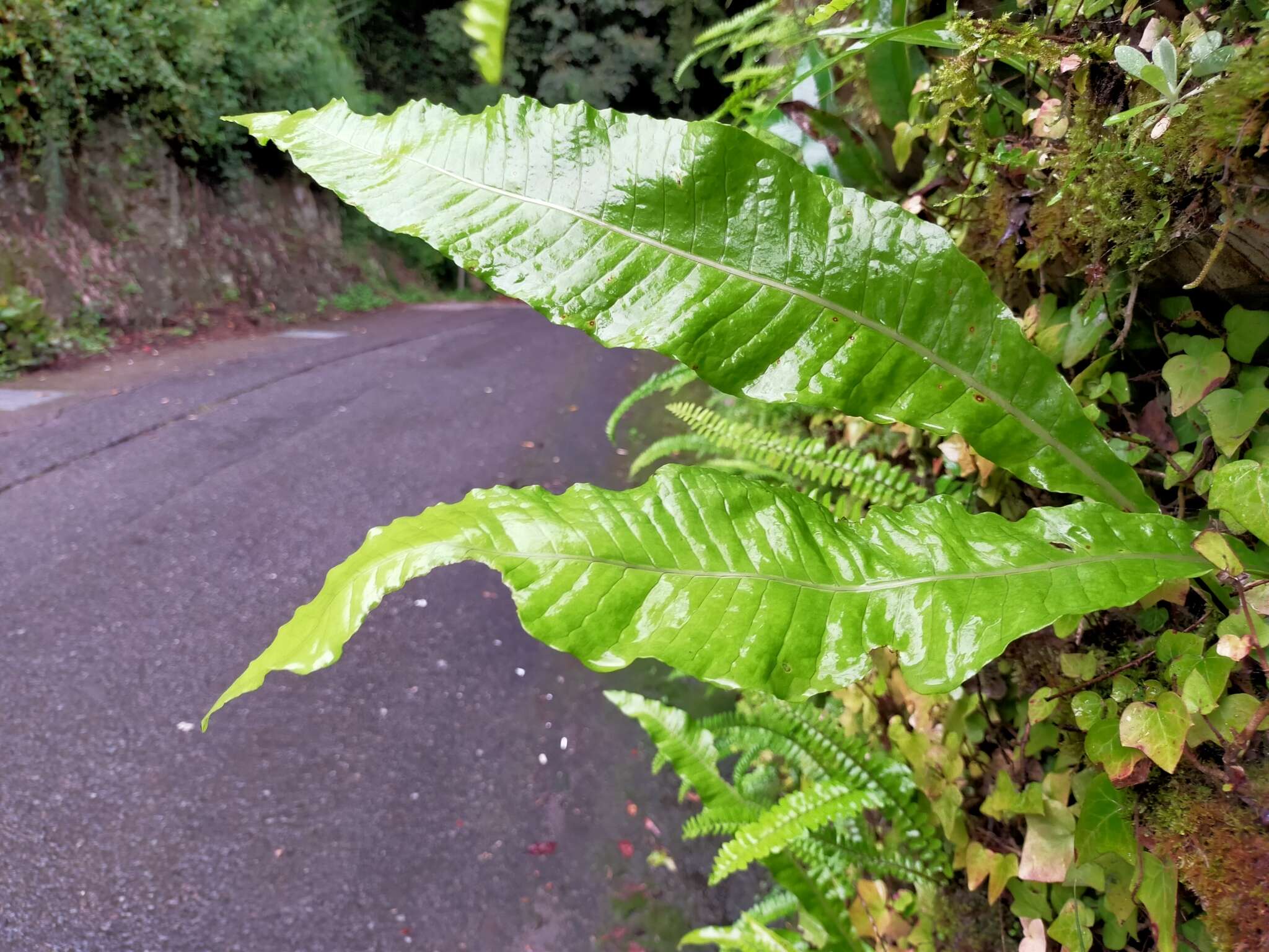 Image of Microsorum membranaceum (D. Don) Ching