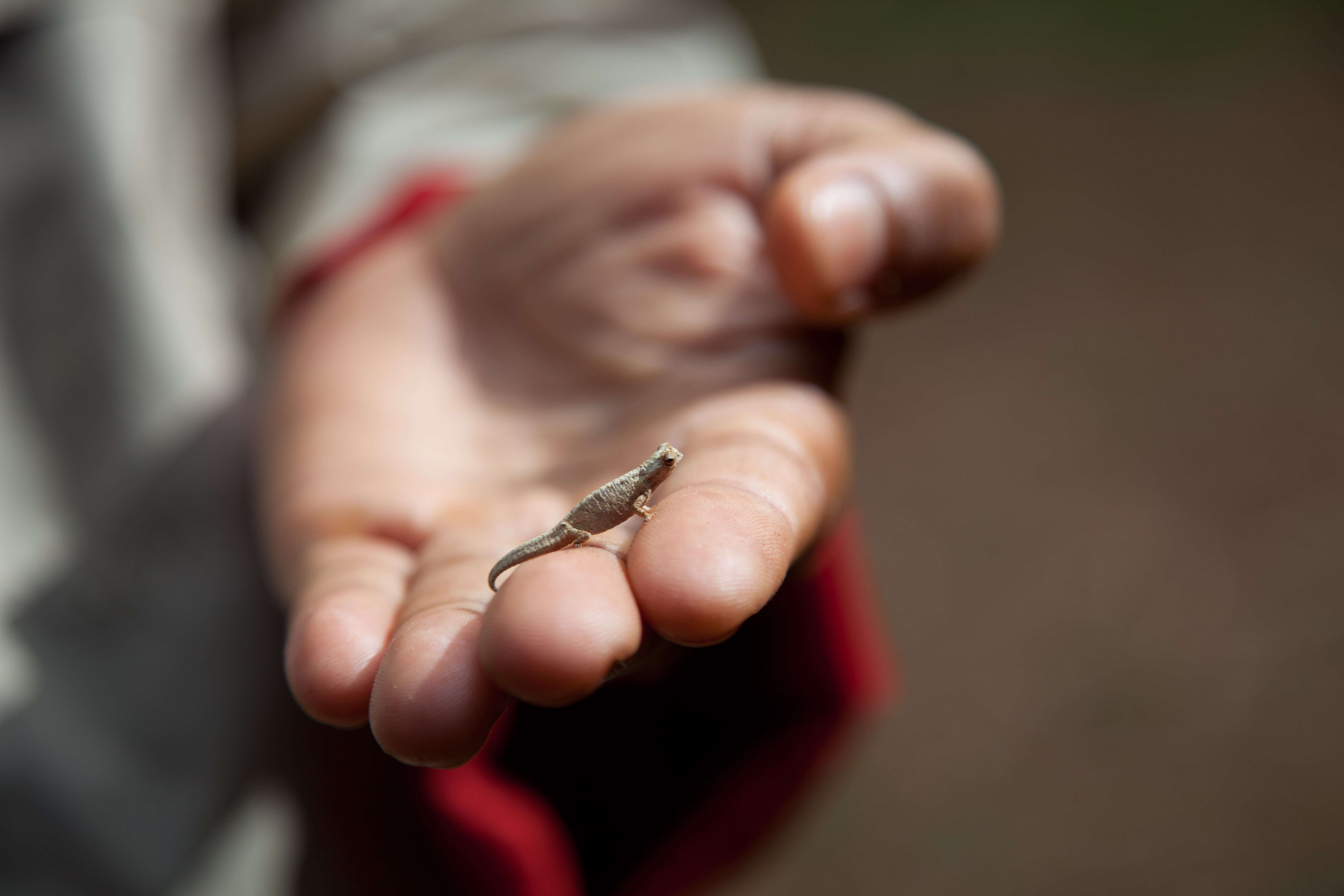 Image of Mount d'Ambre Leaf Chameleon