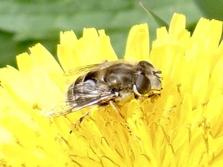 Image of Eristalis abusivus Collin 1931