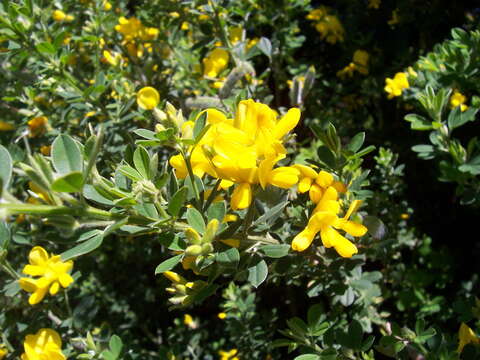 Image of French broom