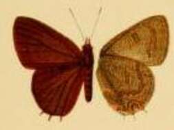 Image of Anthene ituria (Bethune-Baker 1910)