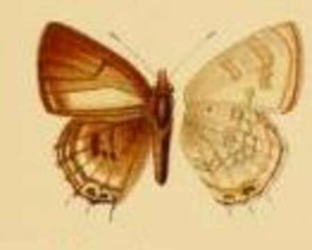 Image of Anthene indefinita (Bethune-Baker 1910)