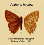 Image of Anthene hobleyi (Neave 1904)