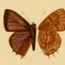 Image of Anthene alberta (Bethune-Baker 1910)