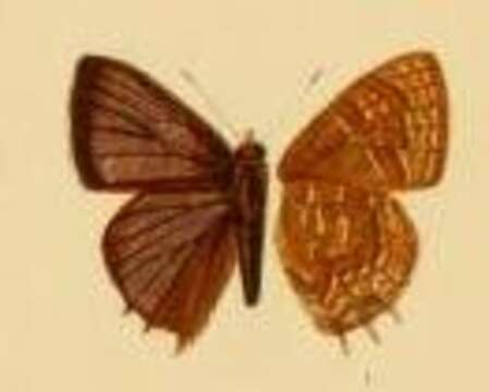 Image of Anthene alberta (Bethune-Baker 1910)